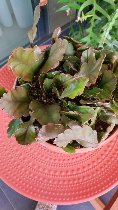 Epiphyllium de flor branca