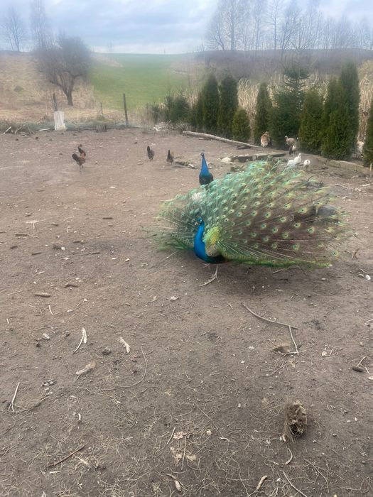 Sprzedam pawie czarnoskrzydle, niebieskie