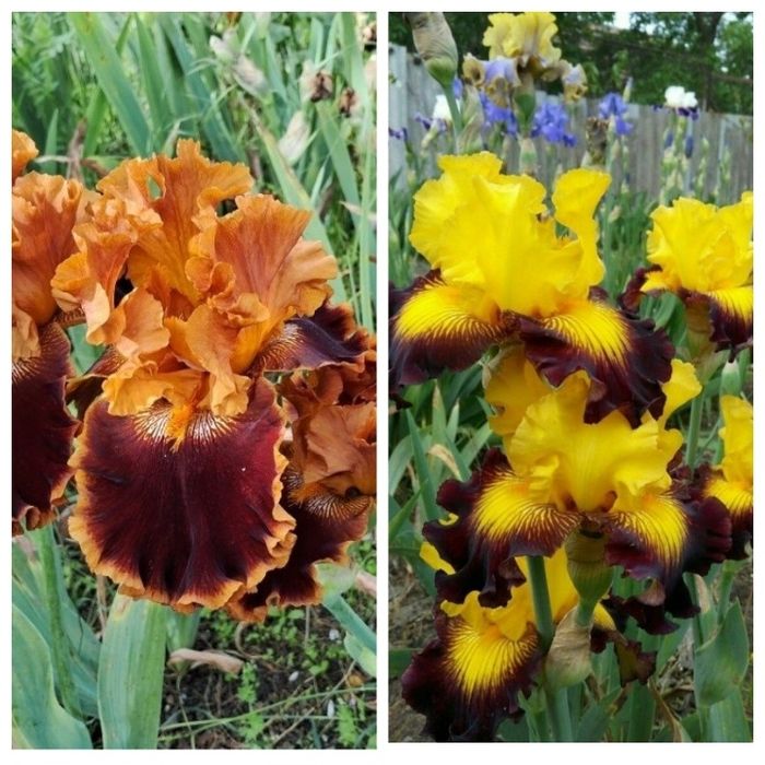 Ирисы сортовые ,высокорослые, набор.