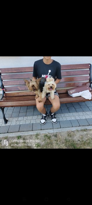 Szczeniak rasy York terier