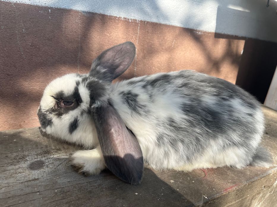 Barany francuskie samce i samice