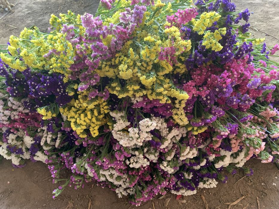 Сухоцвіти, кермек різноколоровий, фалярис натуральний, геліптерум