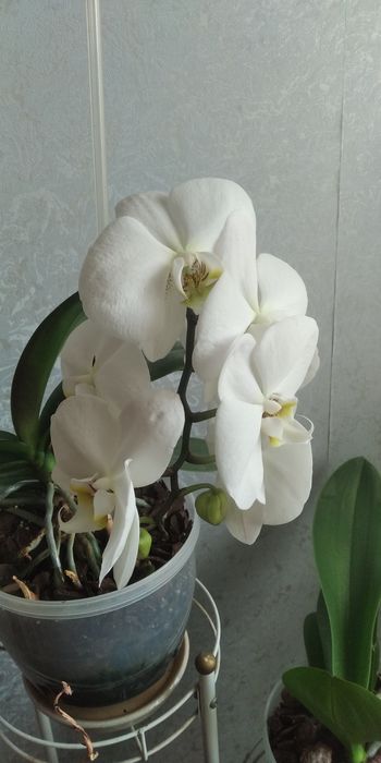 Орхидеи, цветы для души