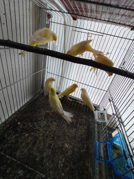 Canários llarguet espanhol