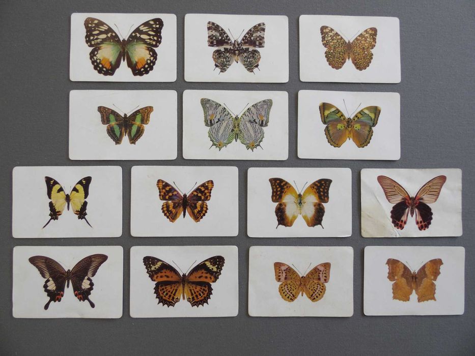 Calendários Peixes, Borboletas, Aves