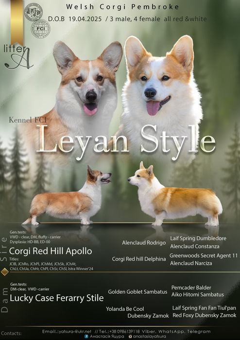 Коргі хлопчик кобель 6 місяців шикарний крутий породний топ вельшкорги