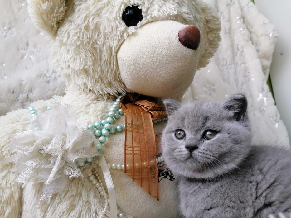 koka Brytyjska Krótkowłosa Niebieska