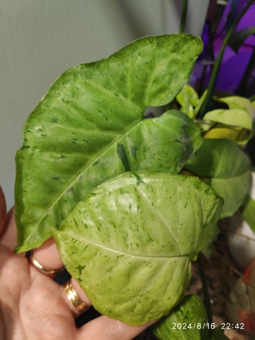 Syngonium Freckles (planta de interior)