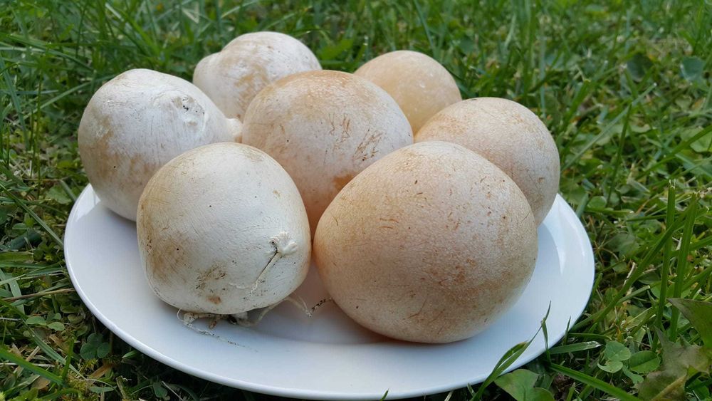 Sromotnik bezwstydny Phallus impudicus L.  smrodliwy jajo