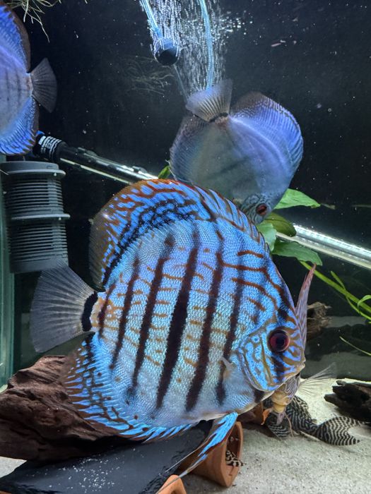 Peixes Discus grande qualidade