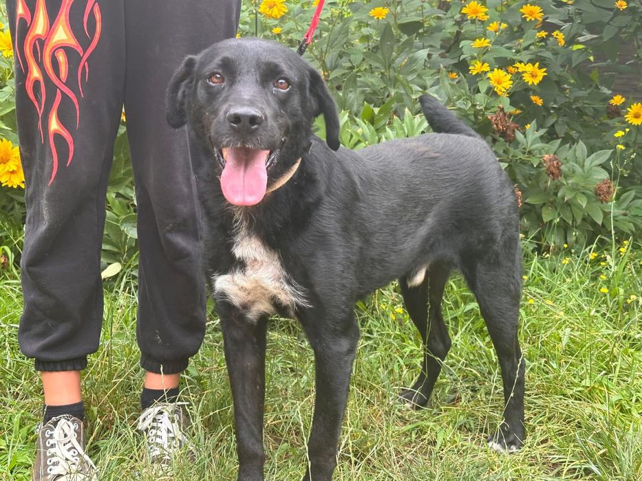Niezwykly pies Orlando do adopcji!