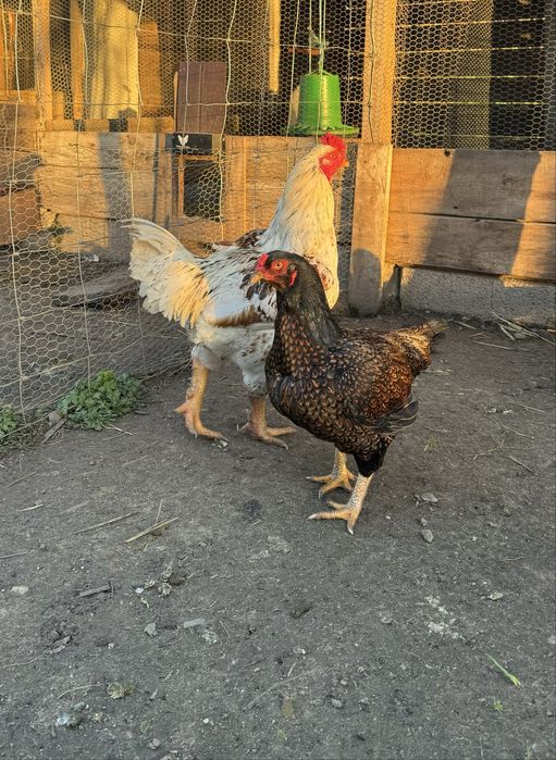 OVOS Cornish jubileu e perdiz