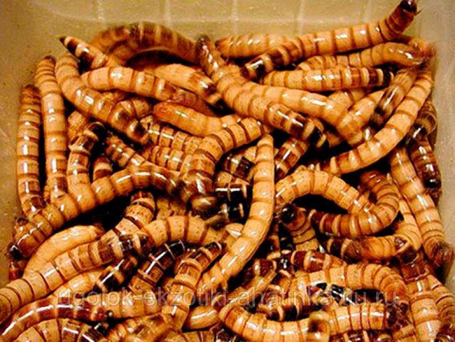 Зоофобас,мучной борошняний червь