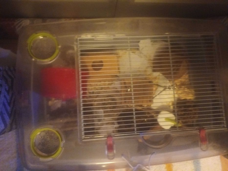 Gaiola completa