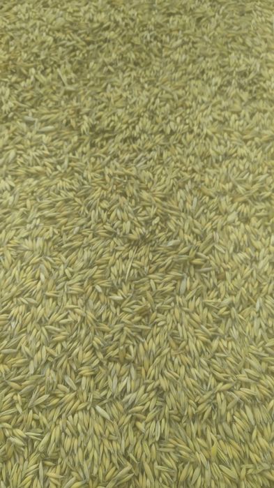 Owies z tegorocznych zbiorow