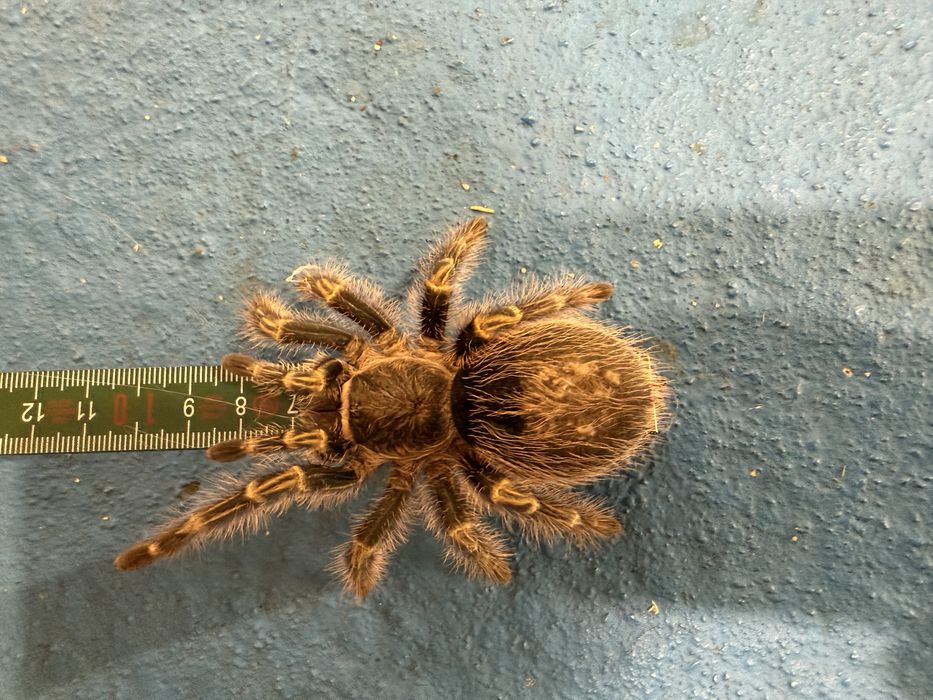 Grammostola pulchripes