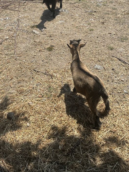 Cabras anas  ultimas