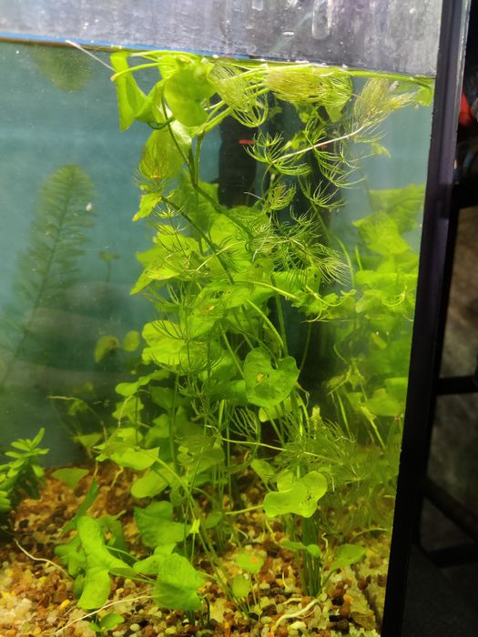 Продам акваріумні рослини