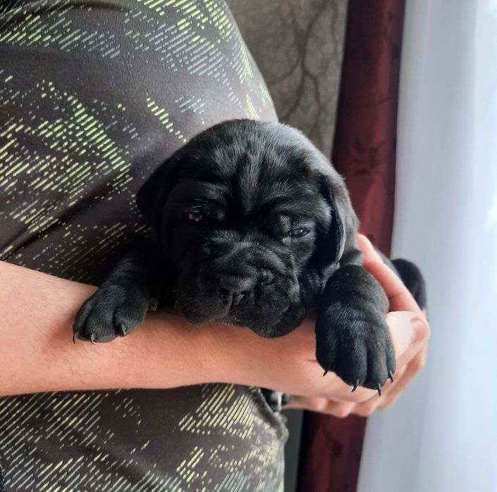 Cane Corso italiano sunia błękitna