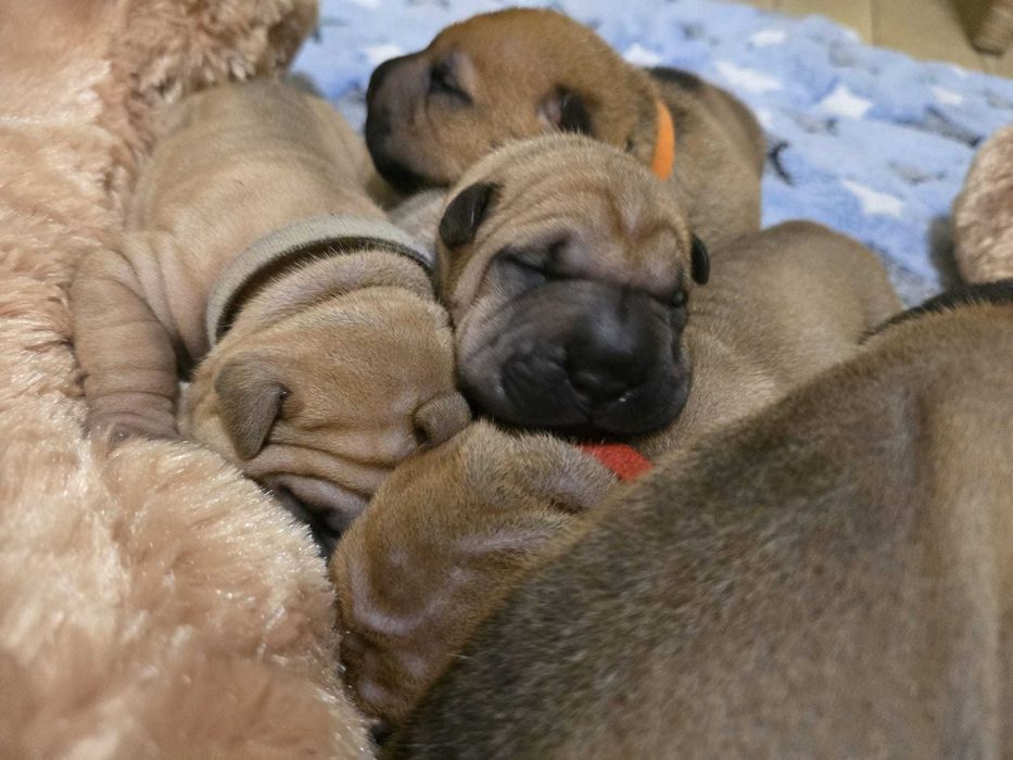 Shar Pei – suczka w klasycznym umaszczeniu | Revok Box (FCI)