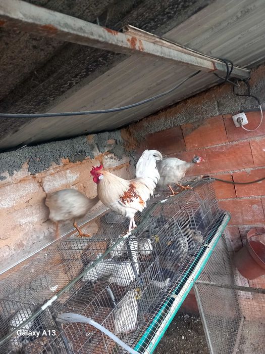 Vendo galinhas de angola e 1 garnizo