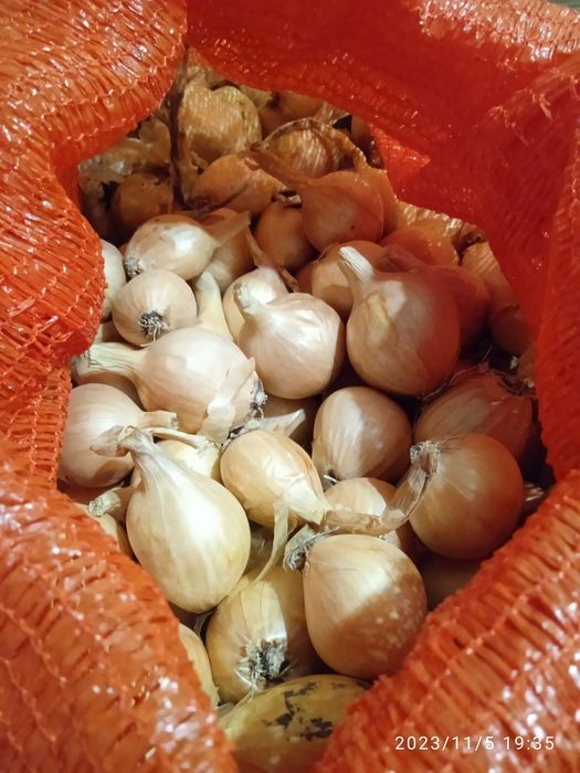 Корчуля кущівка шалот цибуля на посадку в наявності садиться як навес