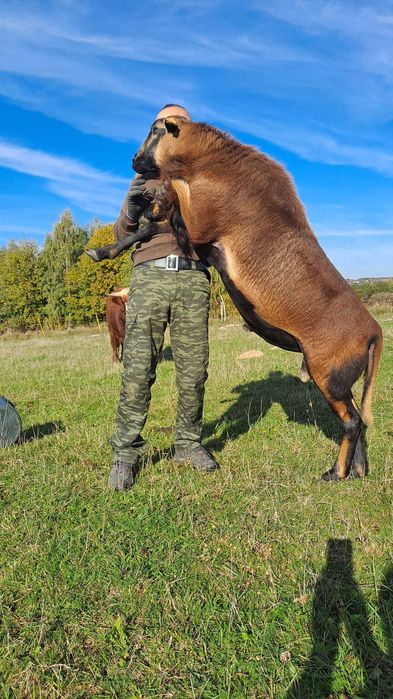 Owce barbados. Matki z młodymi.