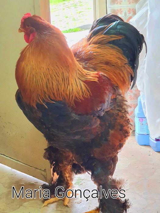 Galinhas brahma perdiz dourada