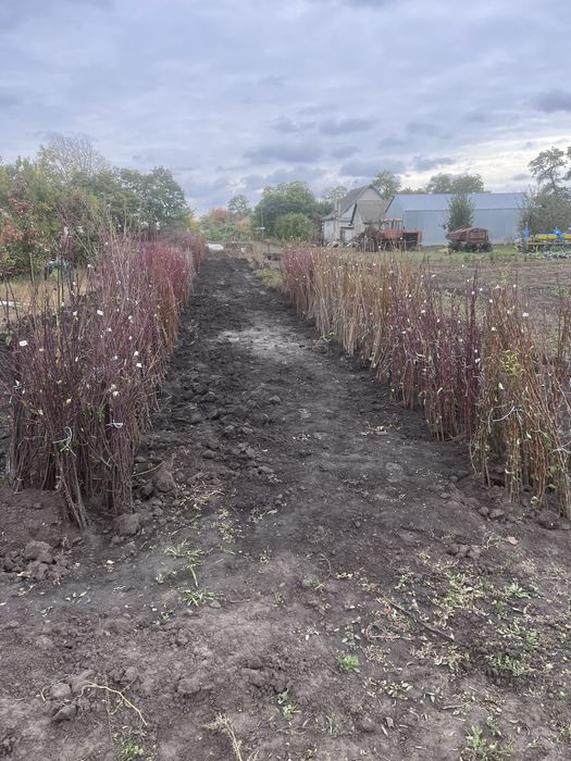Яблуня, груша оптом саджанці