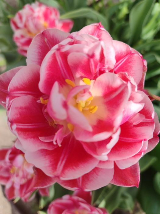 Тюльпани з клумби