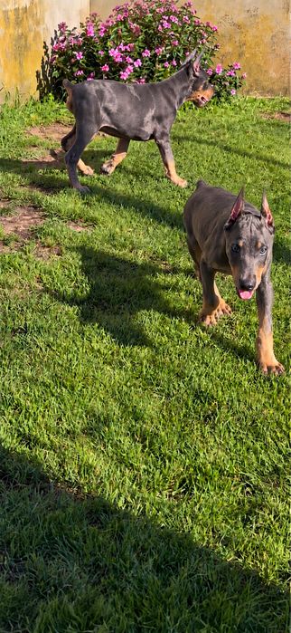 Dobermann blue merle