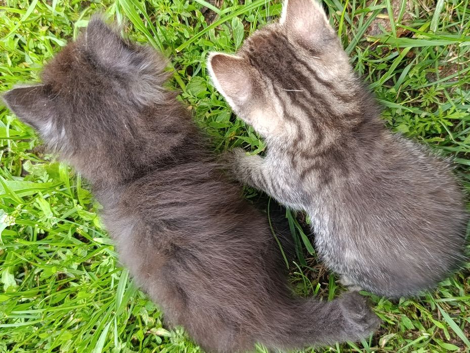 Котята в добрі руки