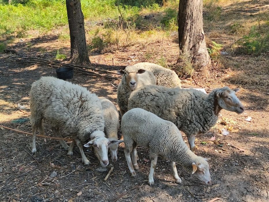 Carneiro, ovelhas e anhos