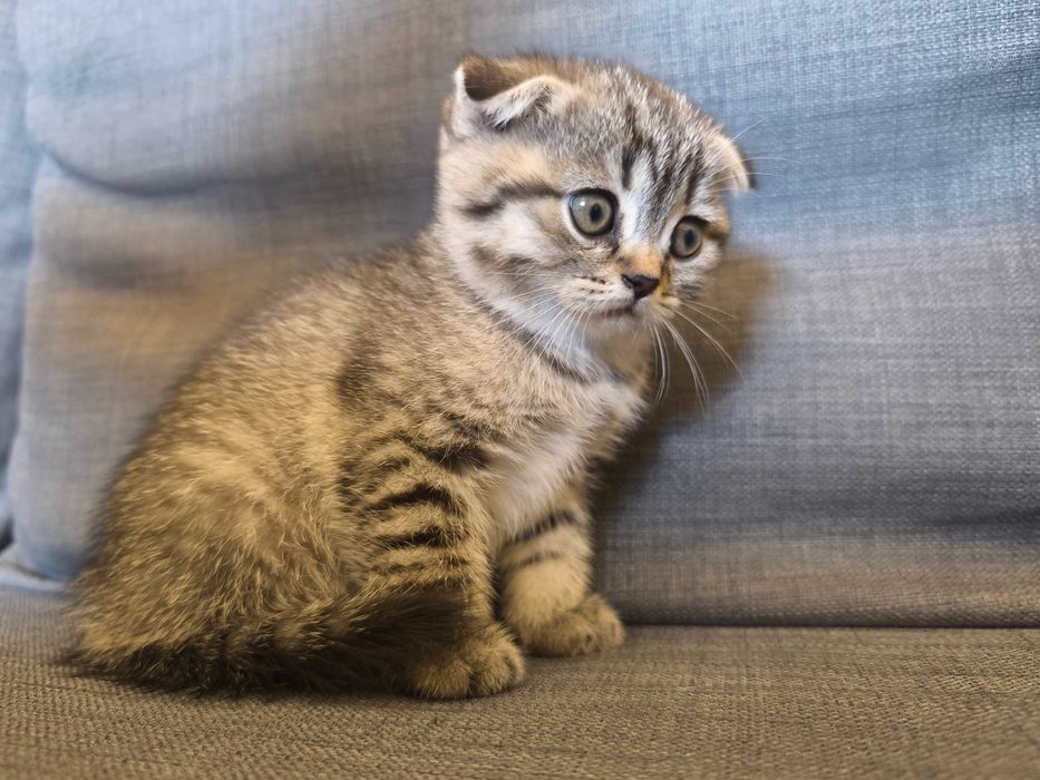 Gatinho scotish fold