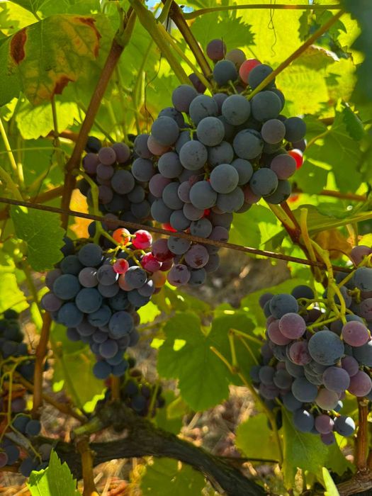 Vende-se uvas tintas para vinho