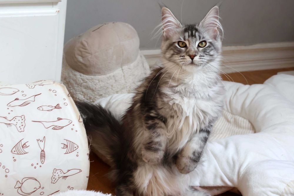 Koteczka Maine coon