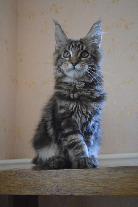 Vip кошенятка Мейн-кун із відомого розплідника Bartalameo