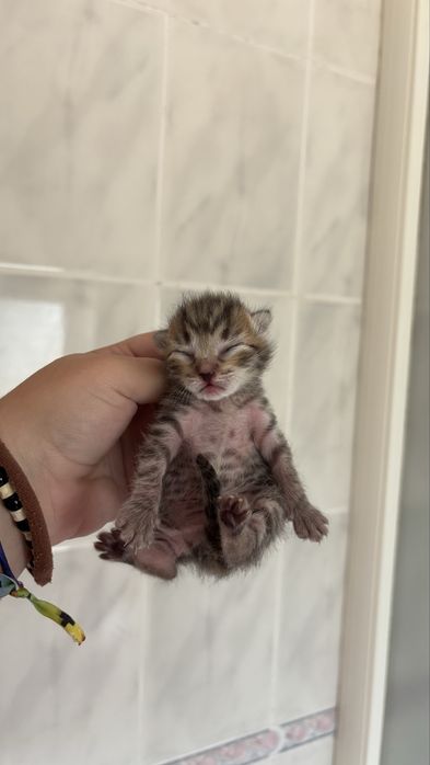 gatinhos bebes para adocao