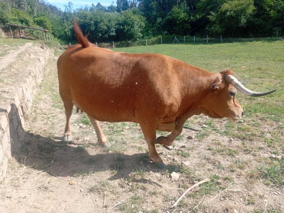 Vaca arouquesa registada