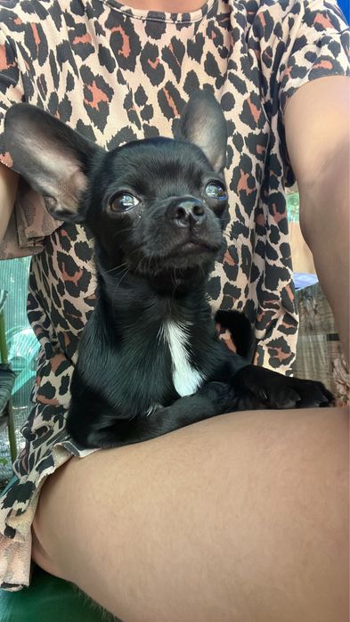 Малышка чихуахуа ищет любящую семью