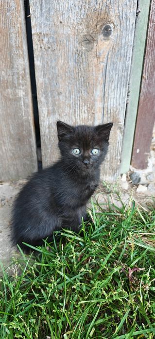 Kocięta do oddania  adopcji aktualne