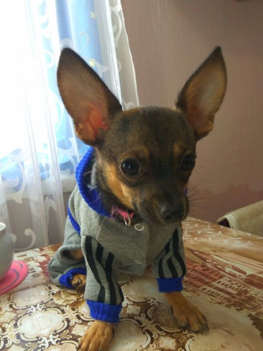 Ищу невесту чихуахуа Дир мини .