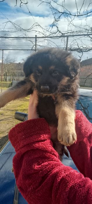 продам цуценят німецької вівчарки