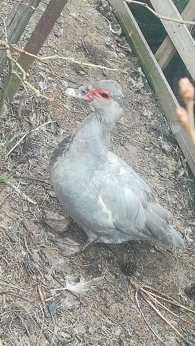 Francuskie kaczki żywe