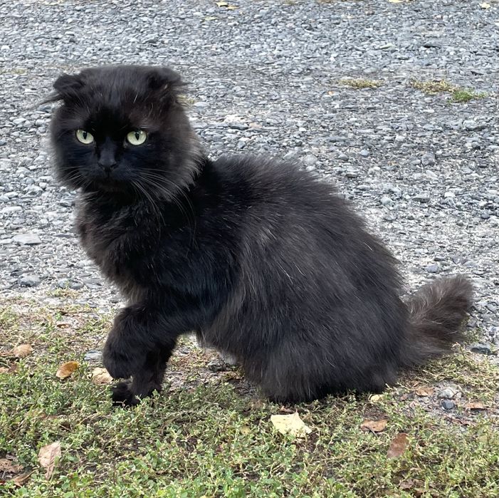 Кот молодой вислоухий шотландец кіт висловухий