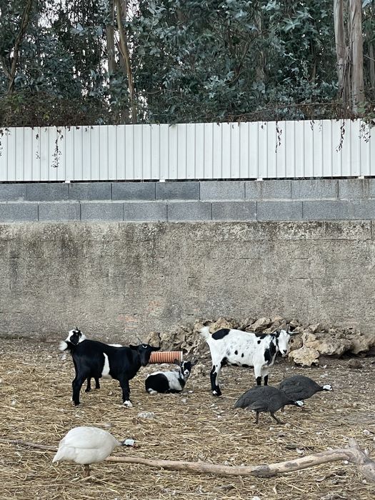 Cabras de varias raças