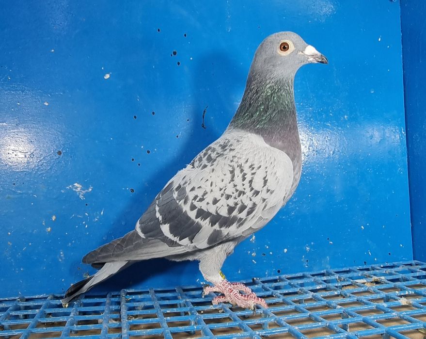 Gołąbek Lotowy Samiczka Trzaska x Trzaska