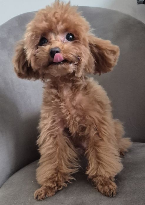 Красива дівчинка тікап