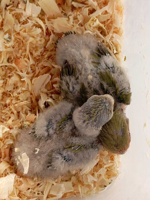 Vendo agapórnis para criar a mão