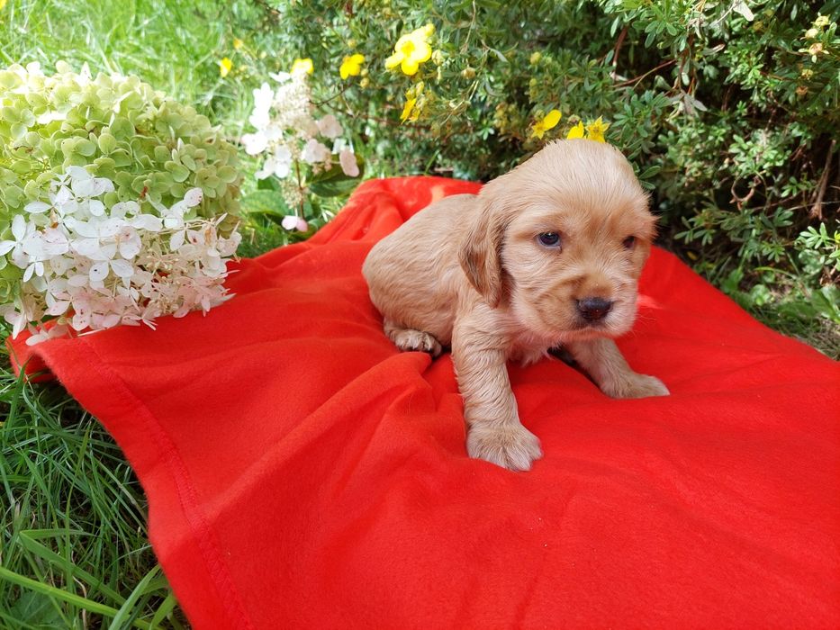 Cocker Spaniel Angielski szczenięta